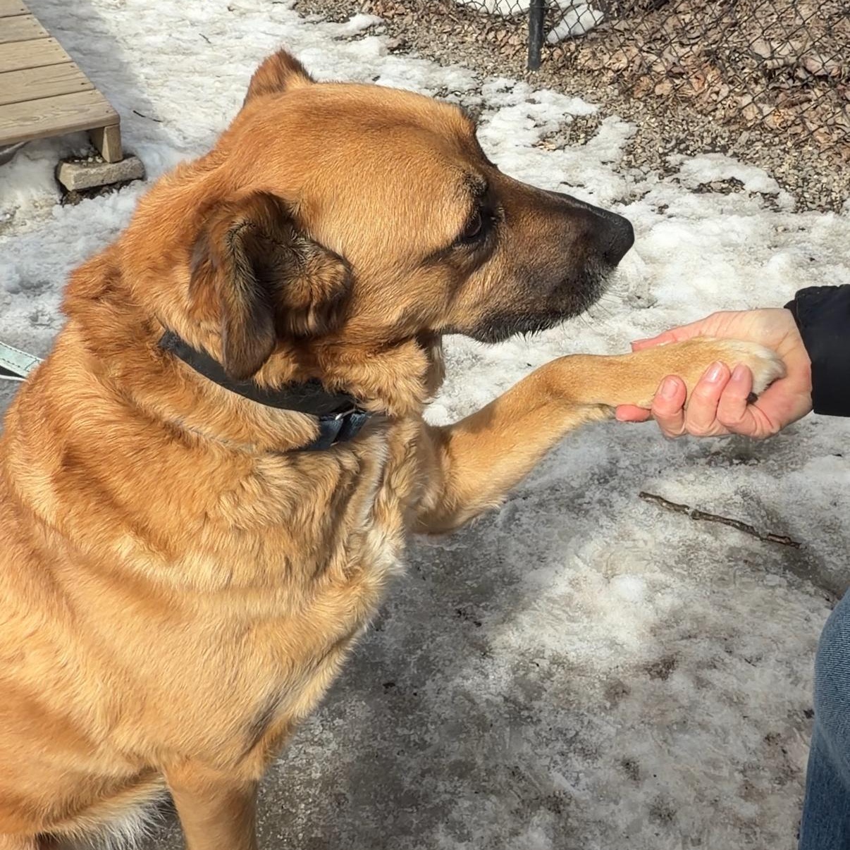 Enlarge Scarlett- Backyard zoomie queen, a Adoptable mixed breed in Port Matilda, PA image 5/6