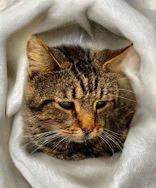 Mr. Crabs thumbnail 2