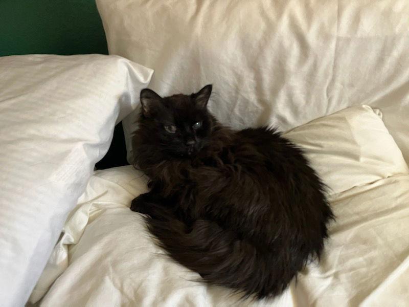 Mattie, a Adoptable Domestic Long Hair in Laramie, WY image 1/6