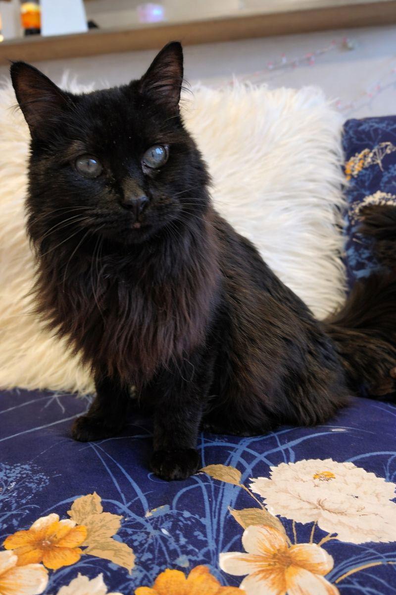 Enlarge Mattie, a Adoptable Domestic Long Hair in Laramie, WY image 1/3