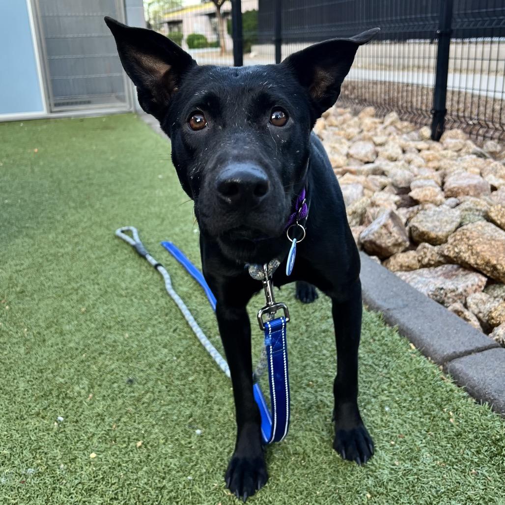 Anya, Adoptable, Young Female Labrador Retriever.