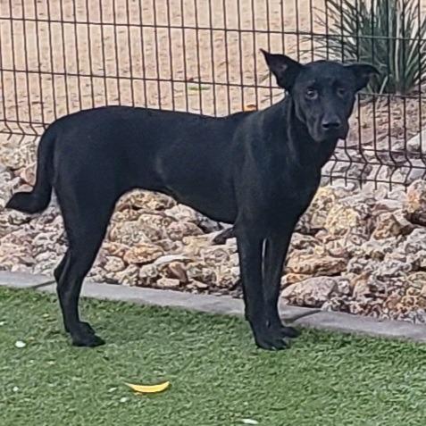 Enlarge Anya, a Adoptable Labrador Retriever in Apache Junction, AZ image 2/6