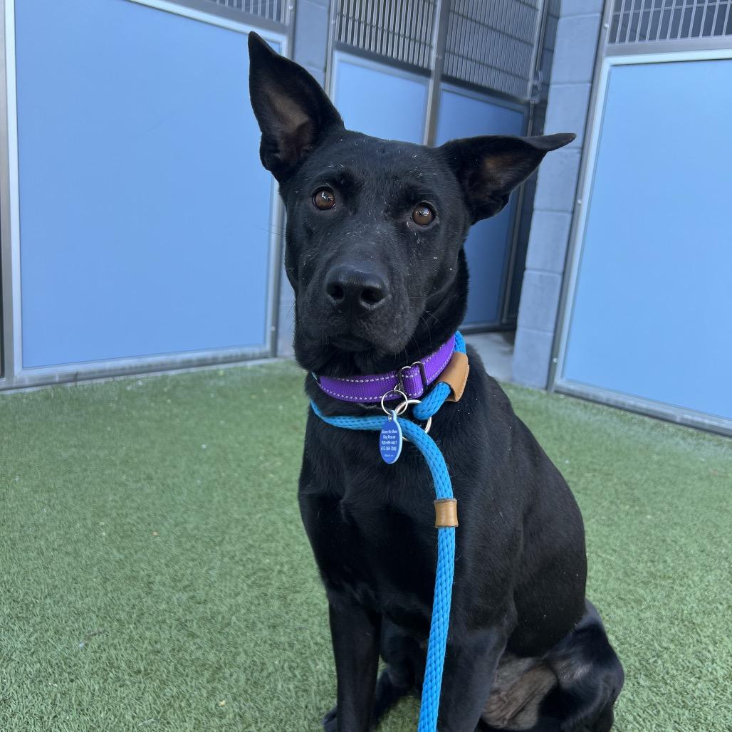 Enlarge Anya, a Adoptable Labrador Retriever in Apache Junction, AZ image 3/6