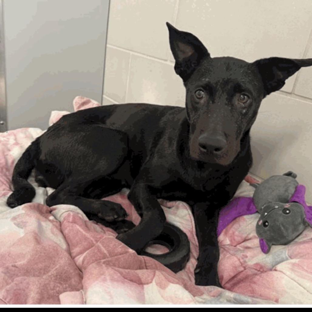 Enlarge Anya, a Adoptable Labrador Retriever in Apache Junction, AZ image 4/6