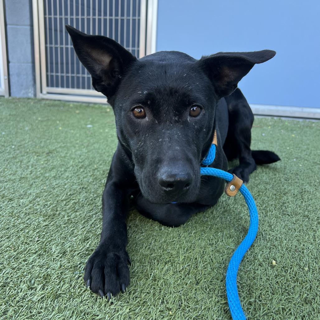 Enlarge Anya, a Adoptable Labrador Retriever in Apache Junction, AZ image 5/6