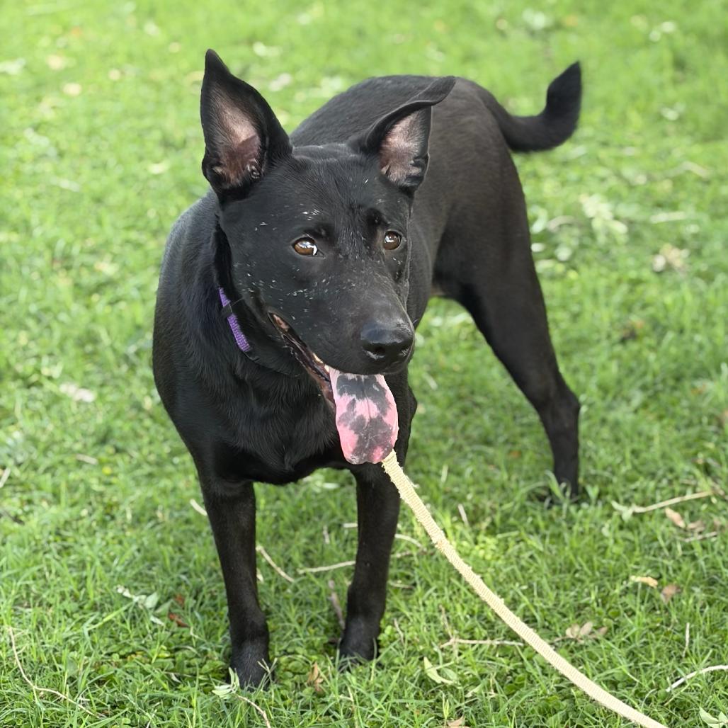 Anya, a Adoptable Labrador Retriever in Apache Junction, AZ image 5/6