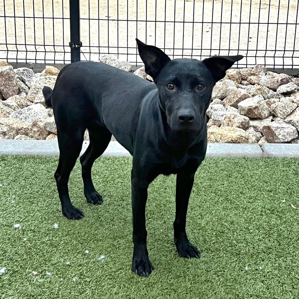 Enlarge Anya, a Adoptable Labrador Retriever in Apache Junction, AZ image 6/6