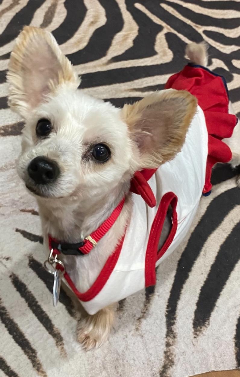 Enlarge Chloe, a Adoptable Yorkshire Terrier in Osteen, FL image 1/3