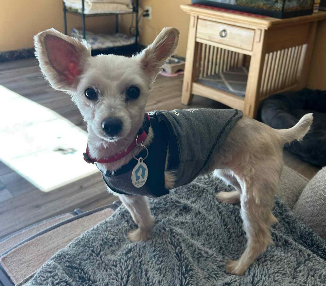 Enlarge Chloe, a Adoptable Yorkshire Terrier in Osteen, FL image 2/3