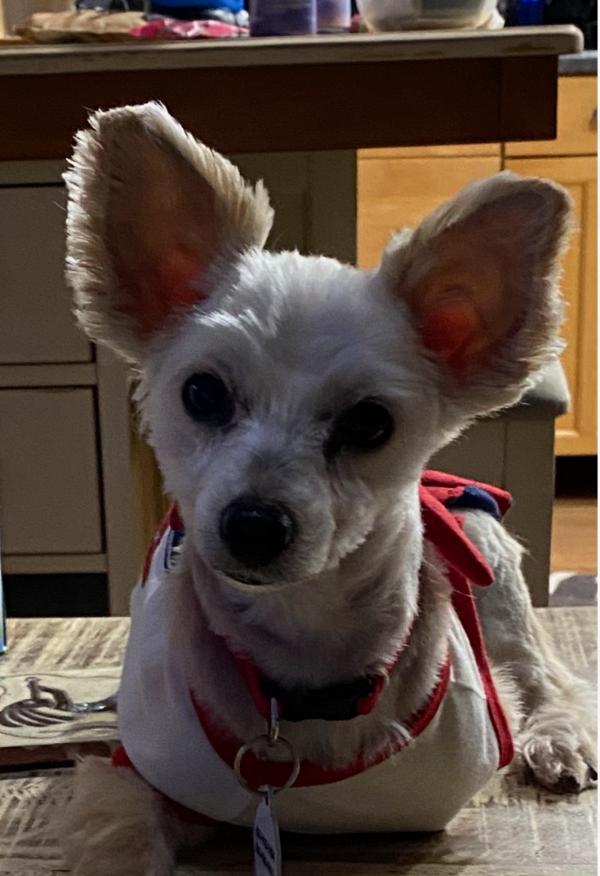 Enlarge Chloe, a Adoptable Yorkshire Terrier in Osteen, FL image 3/3