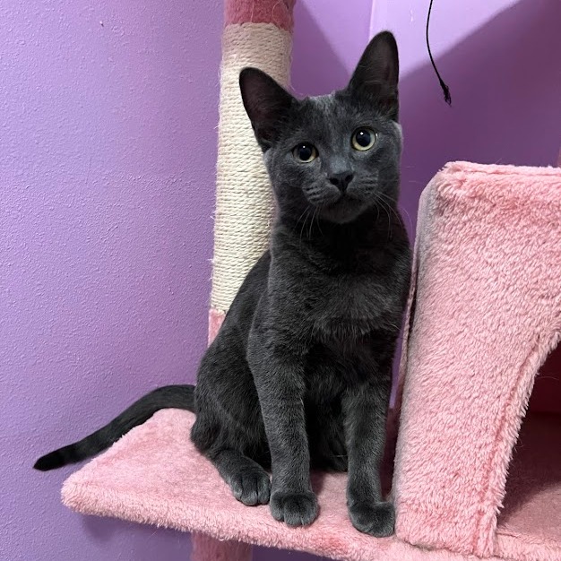 FREDA, a Adoptable Domestic Short Hair in Flint, TX image 1/3