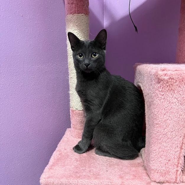 FREDA, a Adoptable Domestic Short Hair in Flint, TX image 3/3