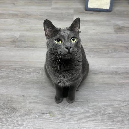 FREDA, a Adoptable Domestic Short Hair in Flint, TX image 1/4