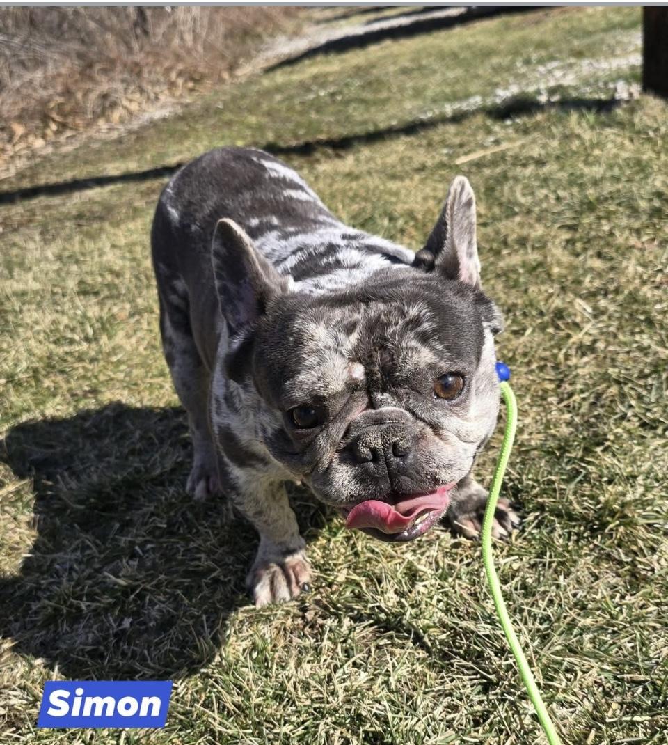Enlarge Simon, a ADOPTABLE French Bulldog in St. Clairsville, OH image 1/2
