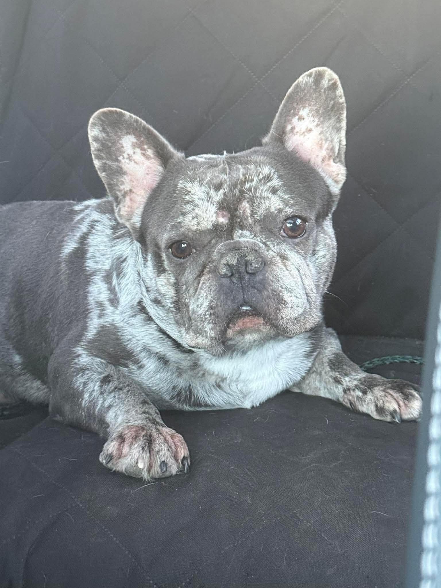 Enlarge Simon, a ADOPTABLE French Bulldog in St. Clairsville, OH image 2/2