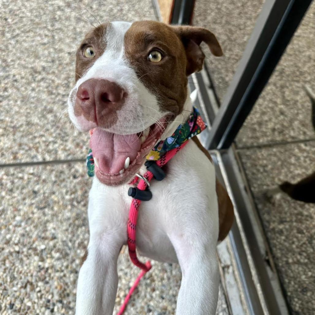 Precious, Adoptable, Adult Female American Staffordshire Terrier.