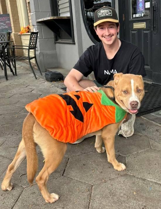 Meatloaf, Adoptable, Young Male Pit Bull Terrier.