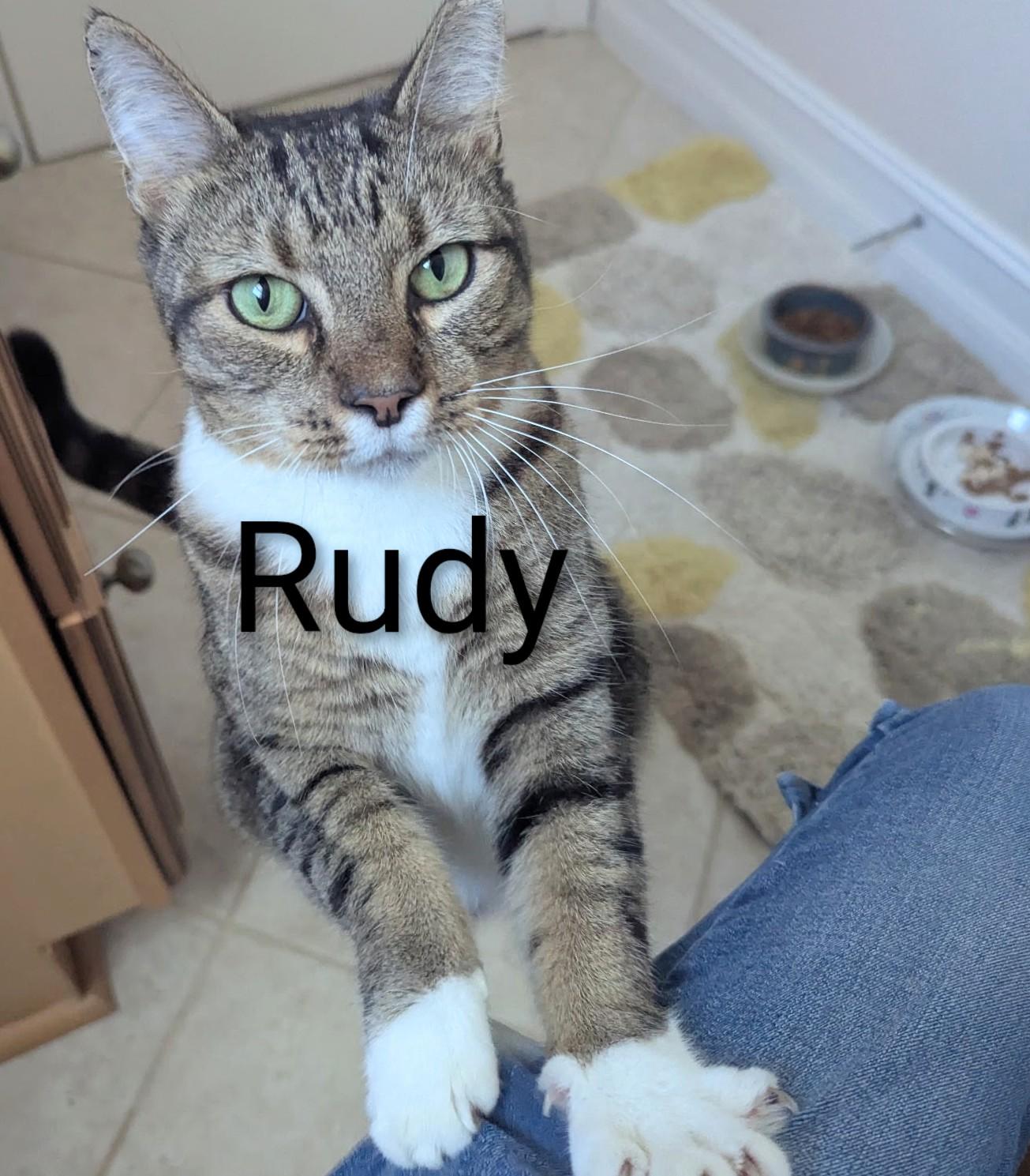 Rudy, ADOPTABLE, Adult Male Domestic Short Hair.