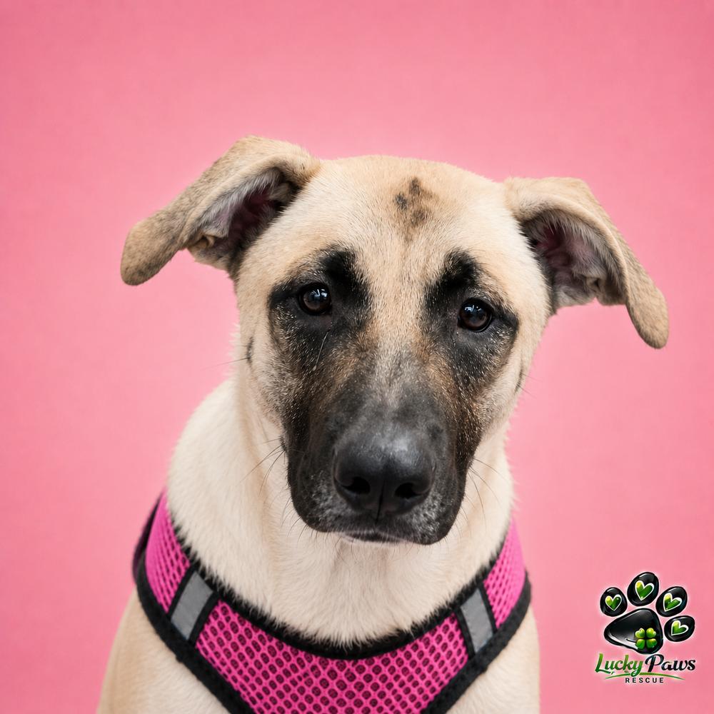 Hope, Adoptable, Young Female Shepherd.
