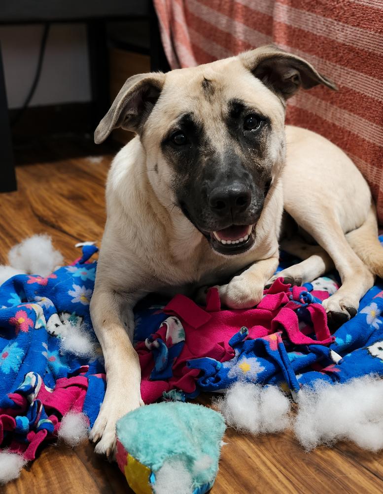 Hope, a Adoptable mixed breed in Sumter, SC image 2/6