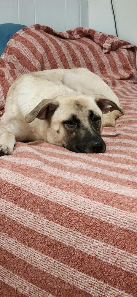 Hope, a Adoptable mixed breed in Sumter, SC image 4/6
