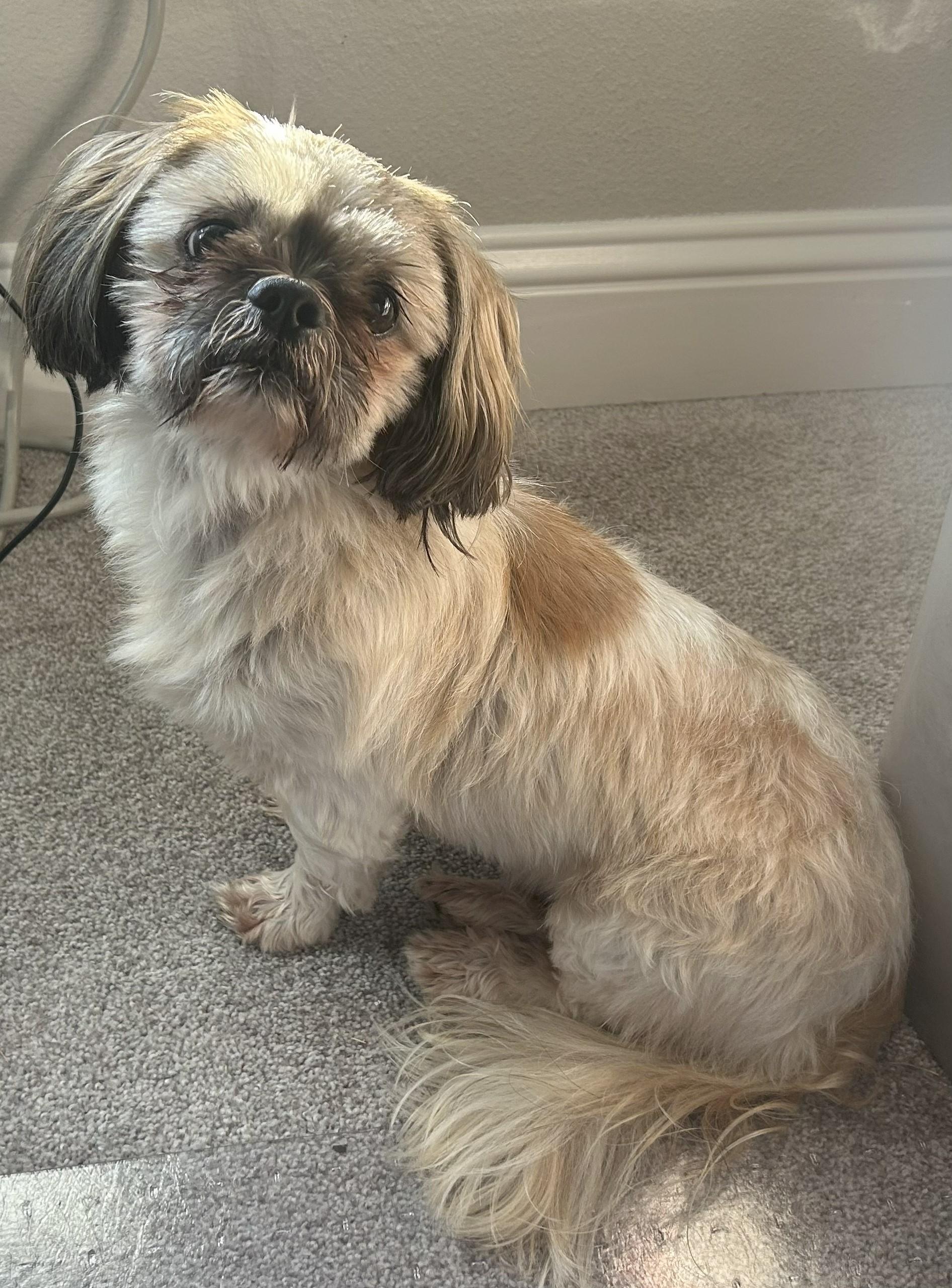 Finn, a Adopted Shih Tzu in Plano, TX image 3/5