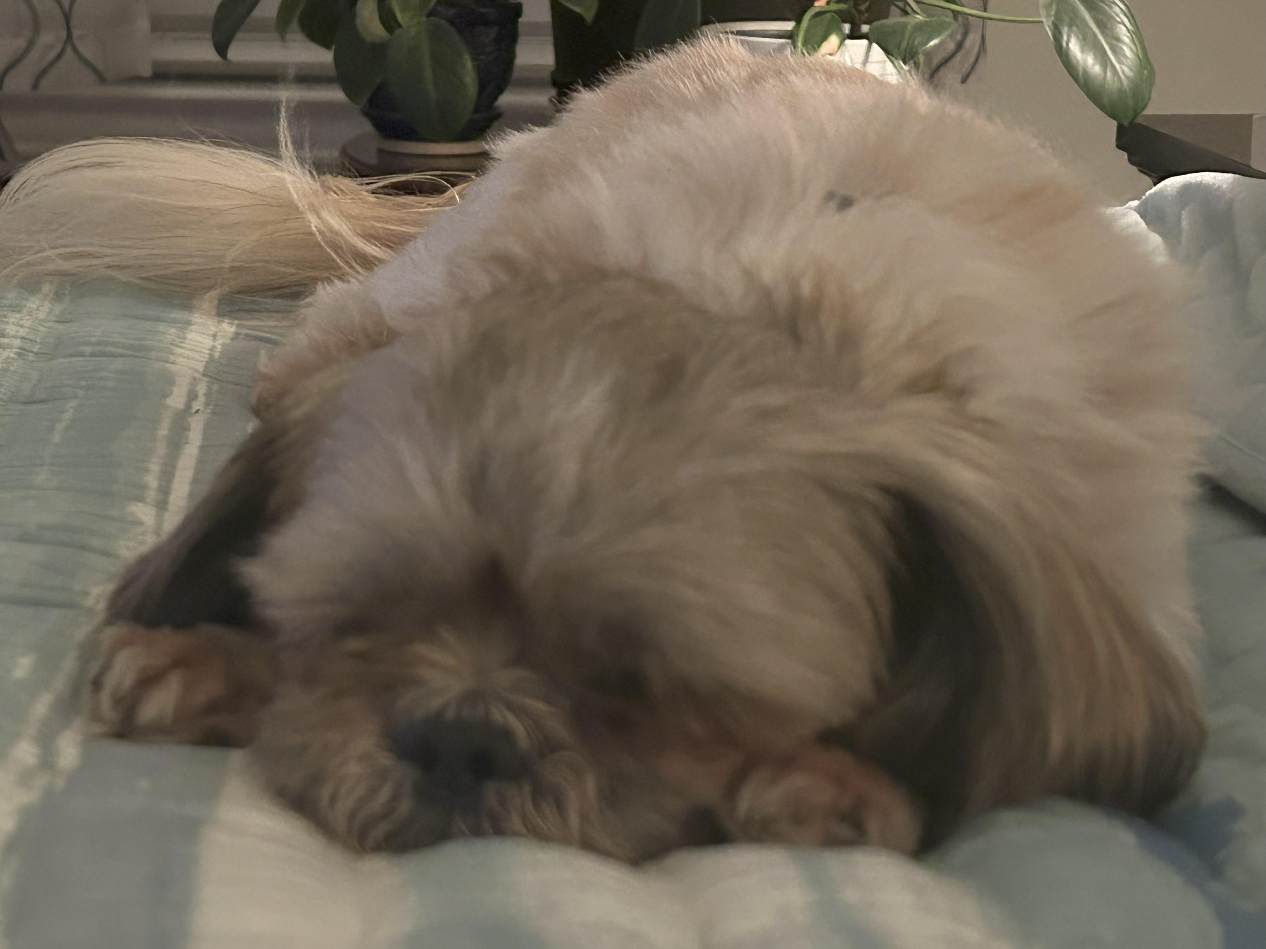 Finn, a Adopted Shih Tzu in Plano, TX image 4/5