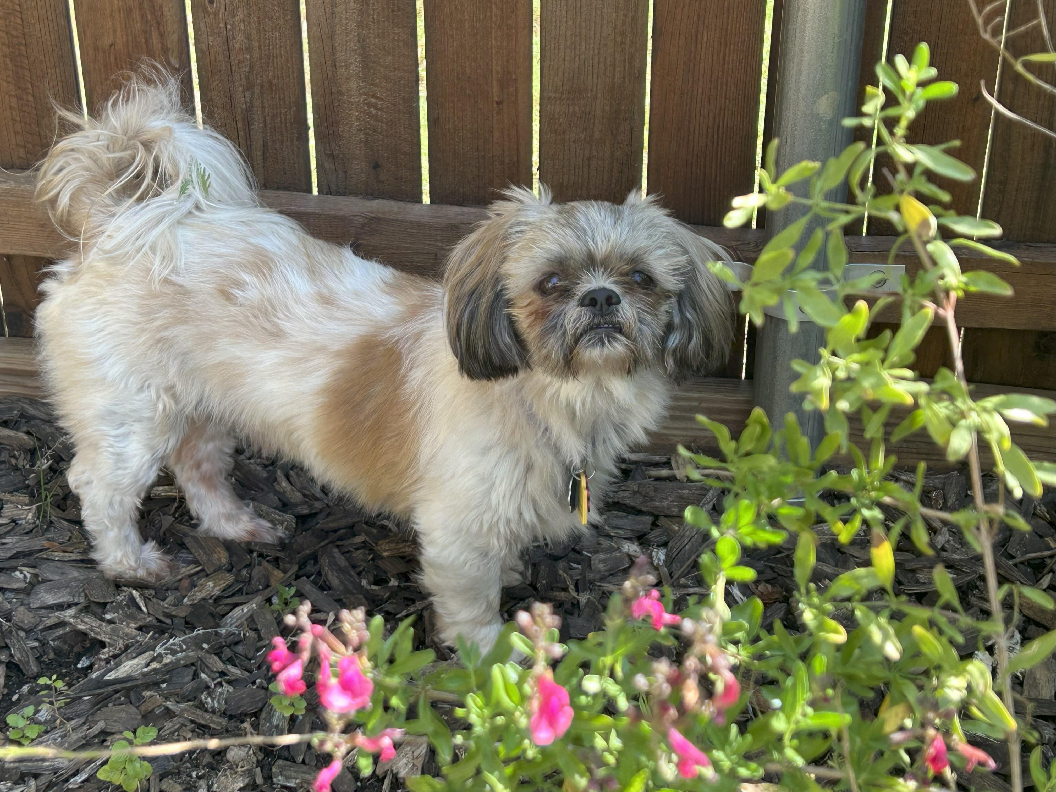 Finn, a Adopted Shih Tzu in Plano, TX image 5/5