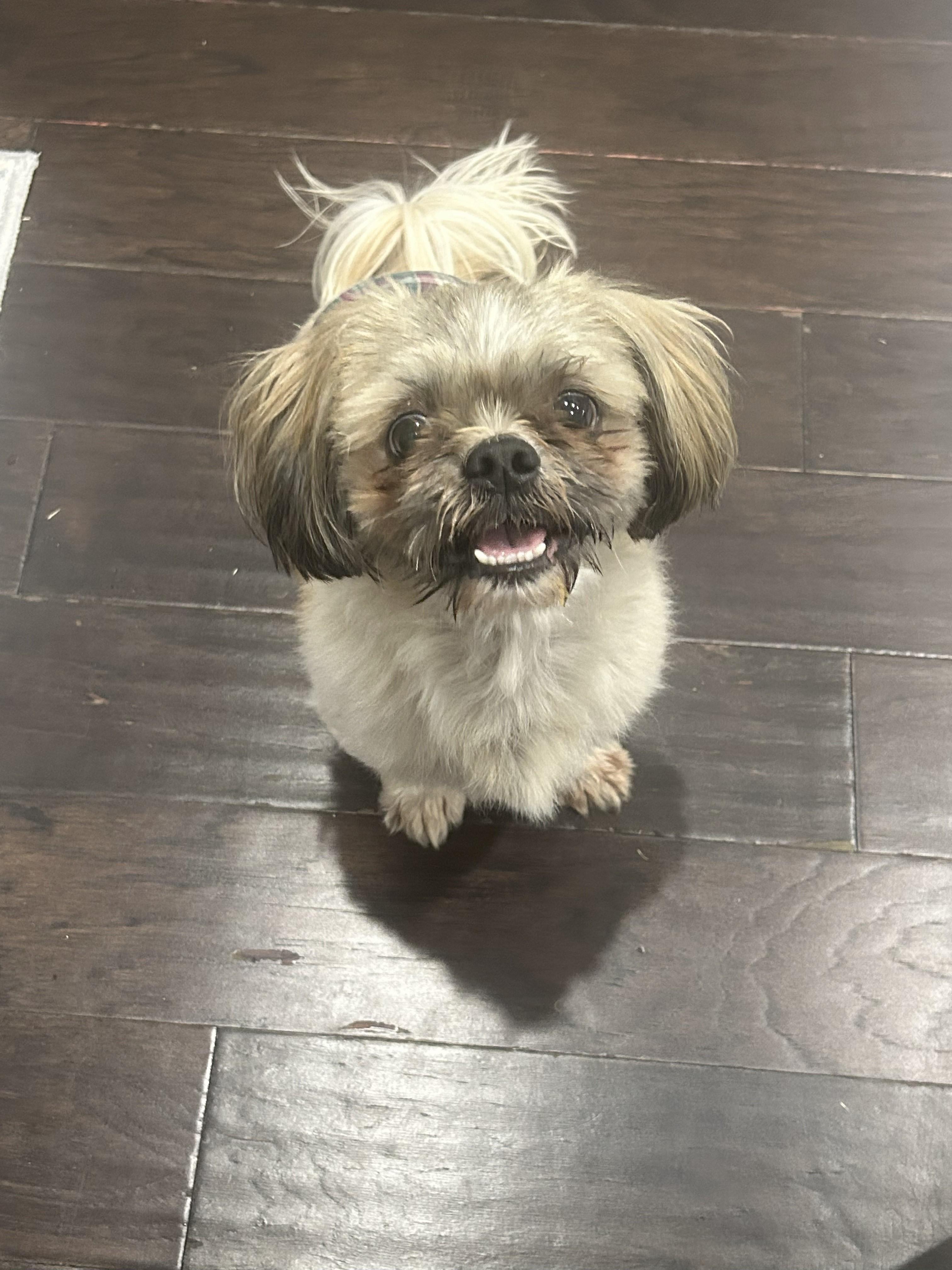 Finn, a Adopted Shih Tzu in Plano, TX image 2/5