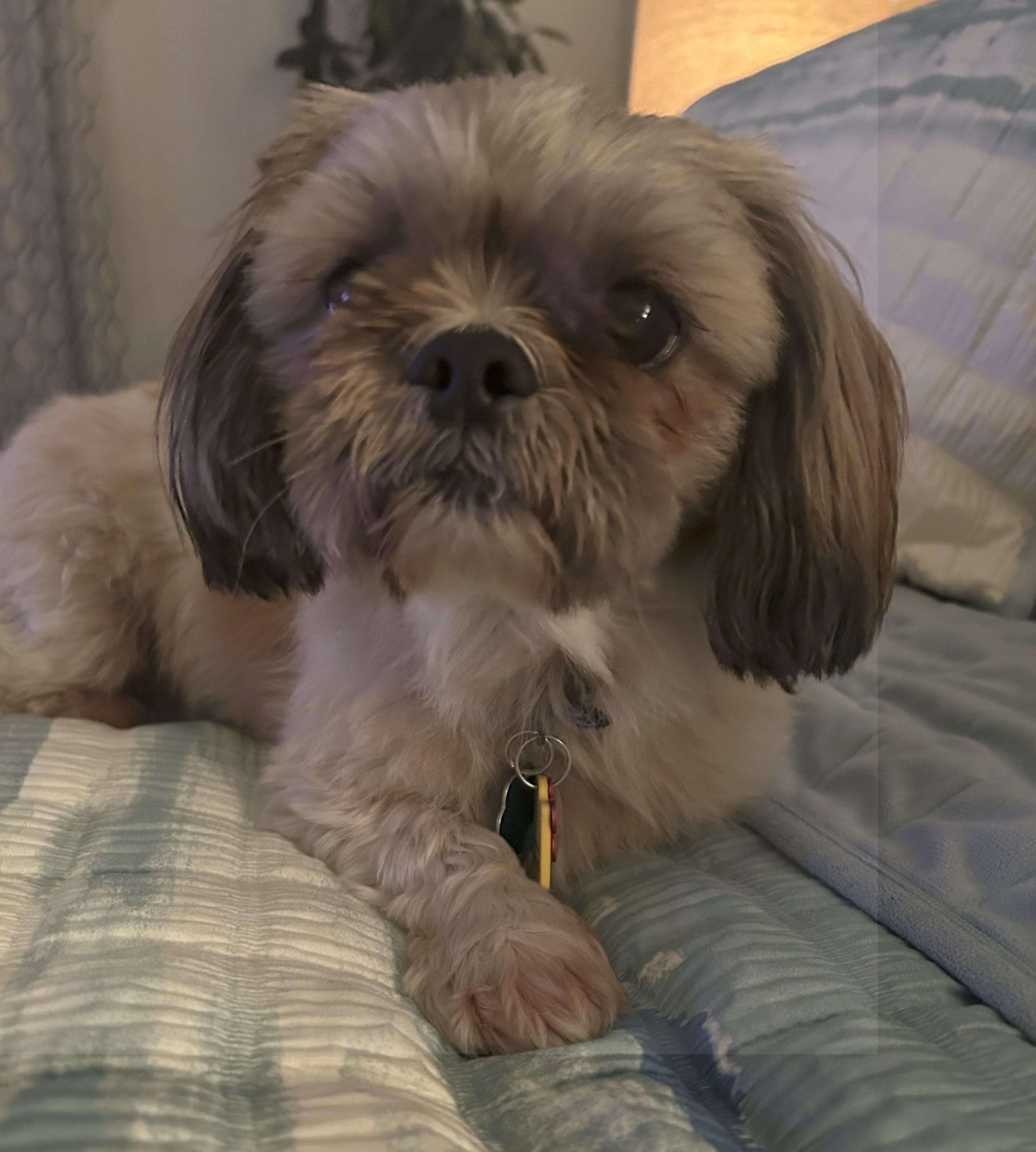 Finn, Adopted, Adult Male Shih Tzu.