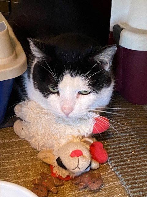 Vito, Adoptable, Adult Male Domestic Short Hair.