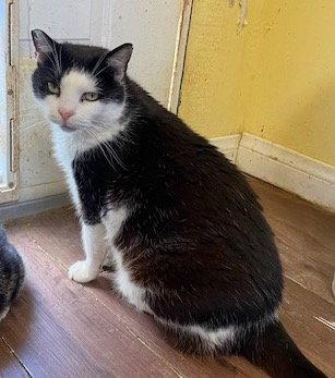 Enlarge Vito, a Adoptable Domestic Short Hair in Escondido, CA image 2/3