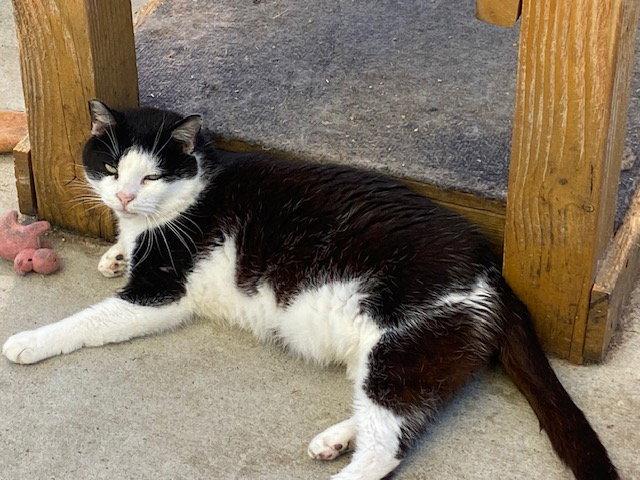 Enlarge Vito, a Adoptable Domestic Short Hair in Escondido, CA image 3/3