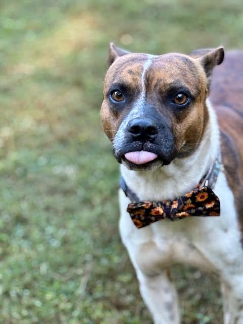 Hovis, a Adoptable mixed breed in Cumming, GA image 1/5