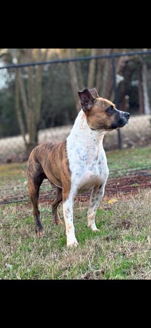 Hovis, a Adoptable mixed breed in Cumming, GA image 4/6