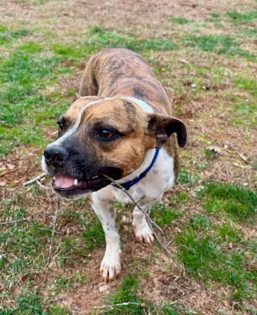 Hovis, a Adoptable mixed breed in Cumming, GA image 6/6