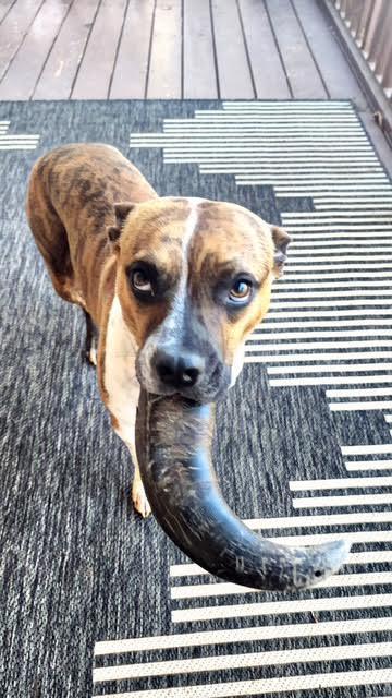 Hovis, a Adoptable mixed breed in Cumming, GA image 5/6