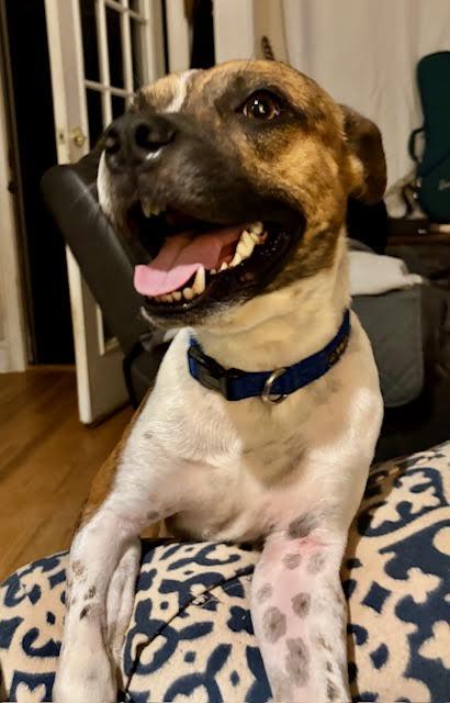 Hovis, a Adoptable mixed breed in Cumming, GA image 2/5