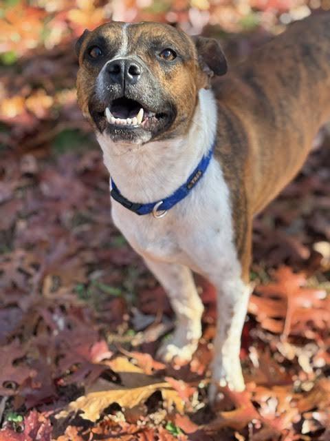 Hovis, a Adoptable mixed breed in Cumming, GA image 3/5