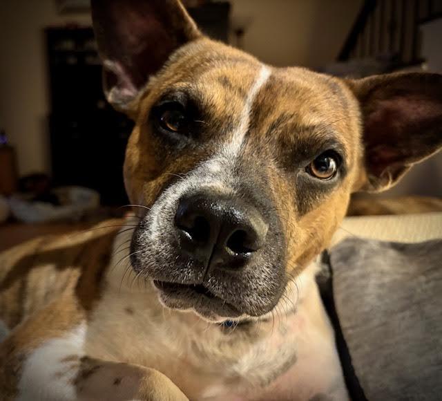 Hovis, Adoptable, Young Male American Staffordshire Terrier.