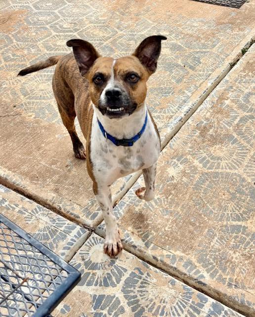 Hovis, a Adoptable mixed breed in Cumming, GA image 3/6