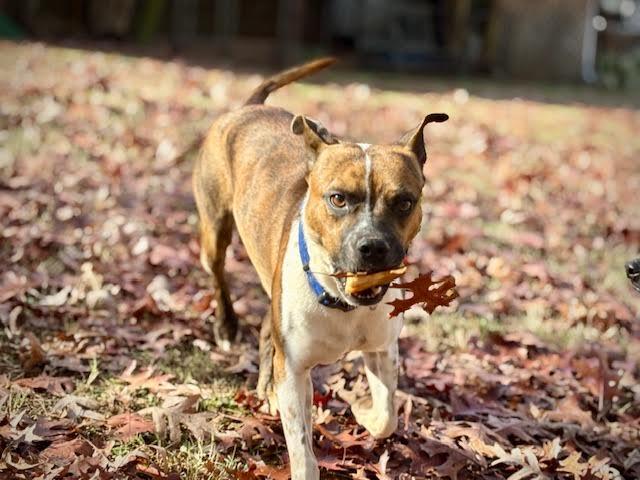 Hovis, a Adoptable mixed breed in Cumming, GA image 4/5