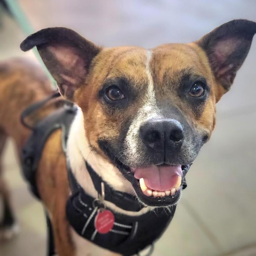 Hovis, Adoptable, Young Male American Staffordshire Terrier.