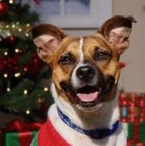 Hovis, a Adoptable mixed breed in Cumming, GA image 5/5