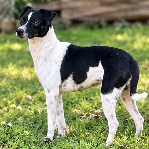 Enlarge Derek, a Adoptable mixed breed in Albion, MI image 2/6