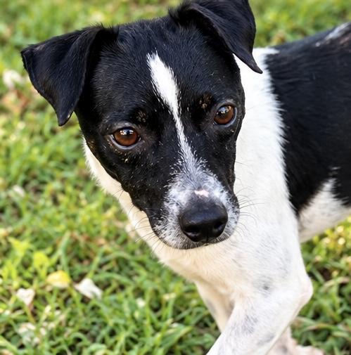 Enlarge Derek, a Adoptable mixed breed in Albion, MI image 5/6