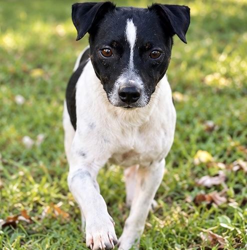 Enlarge Derek, a Adoptable mixed breed in Albion, MI image 6/6