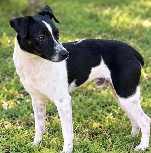 Enlarge Derek, a Adoptable mixed breed in Albion, MI image 4/6