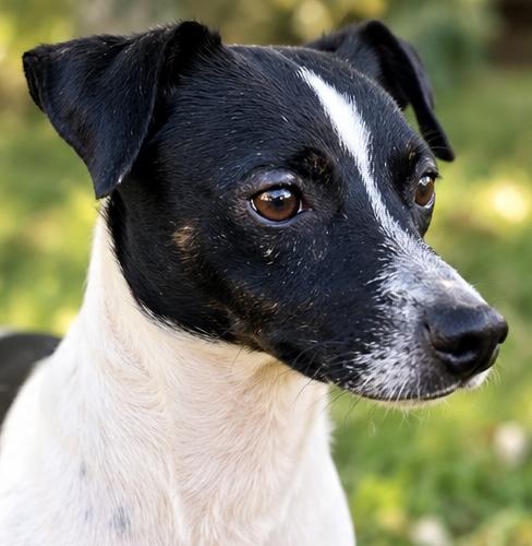 Enlarge Derek, a Adoptable mixed breed in Albion, MI image 3/6