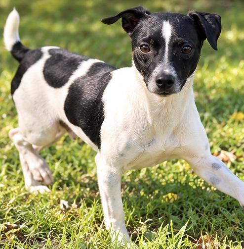 Enlarge Derek, a Adoptable mixed breed in Albion, MI image 1/6